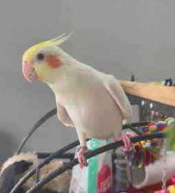 Lost Cockatiel