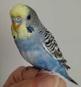 Lost Budgerigar
