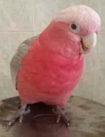 Lost Cockatoo
