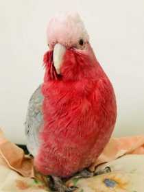Lost Galah Cockatoo