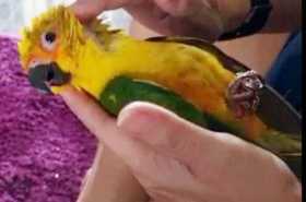 Lost Conure