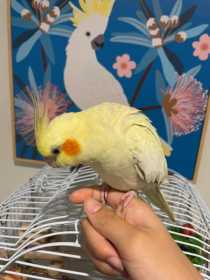 Lost Cockatiel