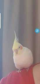 Lost Cockatiel