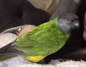 Lost Senegal