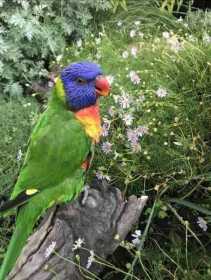 Lost Lory / Lorikeet