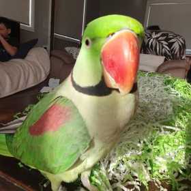 Lost Alexandrine