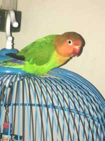 Lost Lovebird