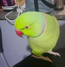 Lost Indian Ringneck Parakeet