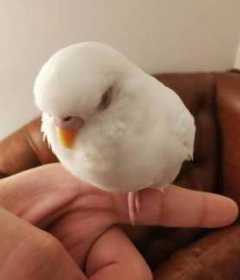 Lost Budgerigar