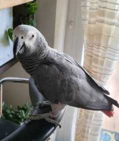 Lost African Grey