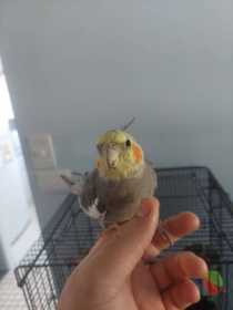 Lost Cockatiel