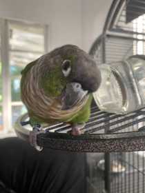 Lost Conure