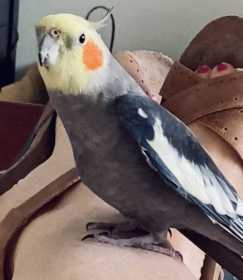 Lost Cockatiel