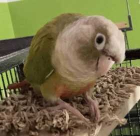 Lost Conure