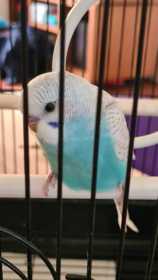 Lost Budgerigar