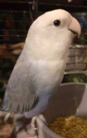 Lost Lovebird