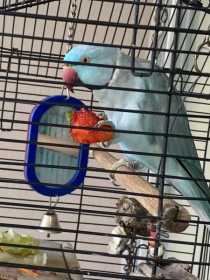 Lost Indian Ringneck Parakeet