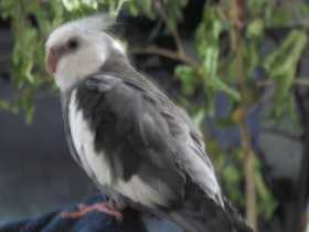 Lost Cockatiel