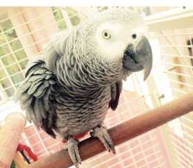 Lost African Grey