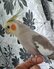 Lost Cockatiel