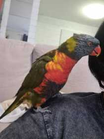 Lost Lory / Lorikeet