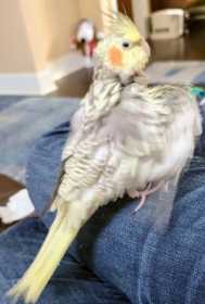 Lost Cockatiel