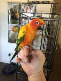 Lost Conure