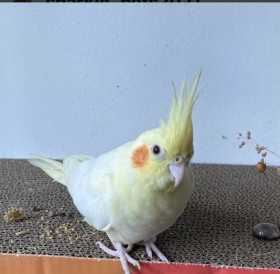 Lost Cockatiel