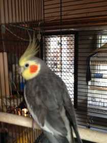 Lost Cockatiel