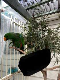 Lost Eclectus