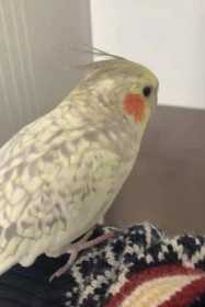 Lost Cockatiel