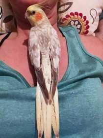 Lost Cockatiel