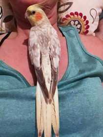 Lost Cockatiel