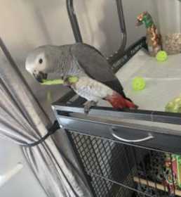 Lost African Grey