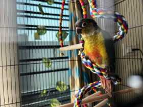 Lost Conure