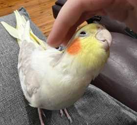Lost Cockatiel