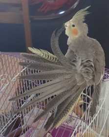 Lost Cockatiel