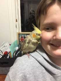 Lost Cockatiel