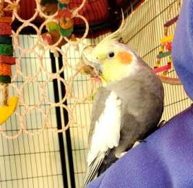 Lost Cockatiel