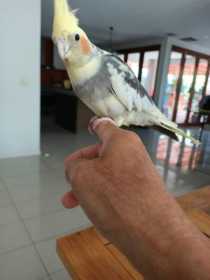 Lost Cockatiel