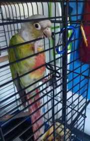 Lost Conure