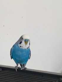 Lost Budgerigar