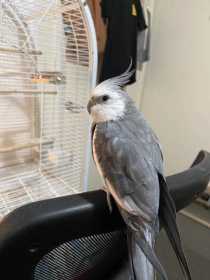 Lost Cockatiel