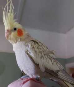 Lost Cockatiel