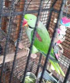 Lost Alexandrine