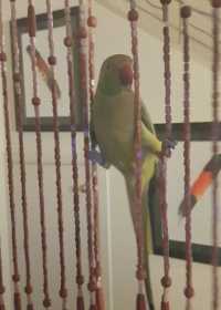 Lost Indian Ringneck Parakeet