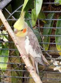 Lost Cockatiel
