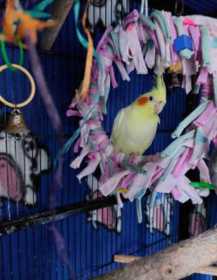 Lost Cockatiel