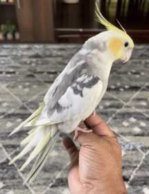 Lost Cockatiel