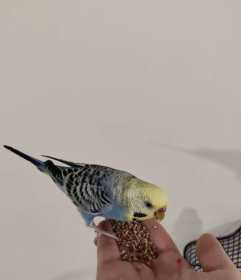 Lost Budgerigar